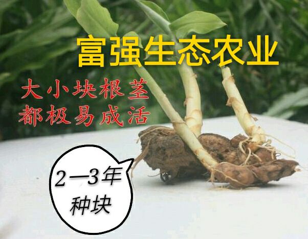 洋合笋种根  洋荷种根1箱1000个精选种根