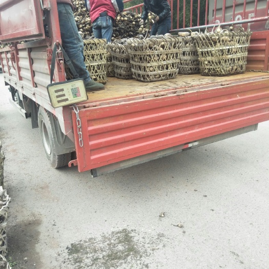 重庆市鄂莲6号藕种苗 泥藕