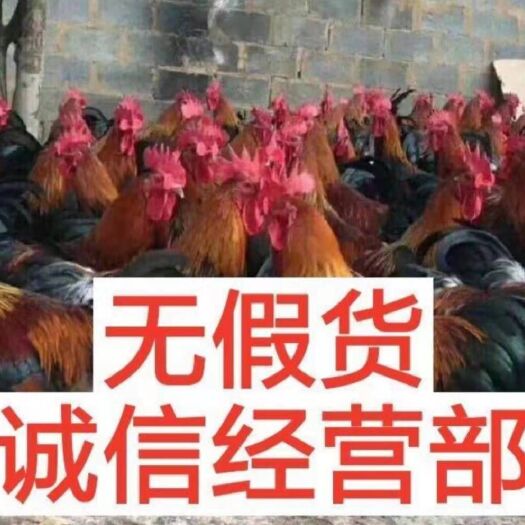 南宁红瑶鸡苗 红瑶鸡混合苗