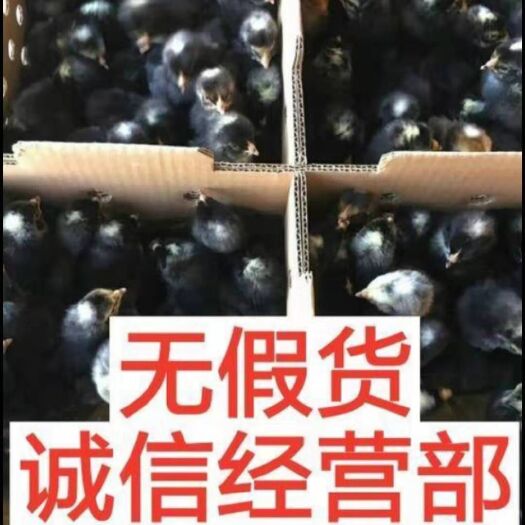 南宁 黑芦花鸡苗