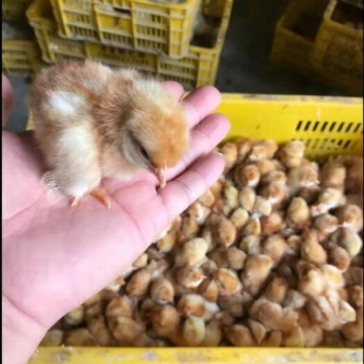 南宁 蛋鸡苗，诚信企业，诚信经营，质量保证，！
