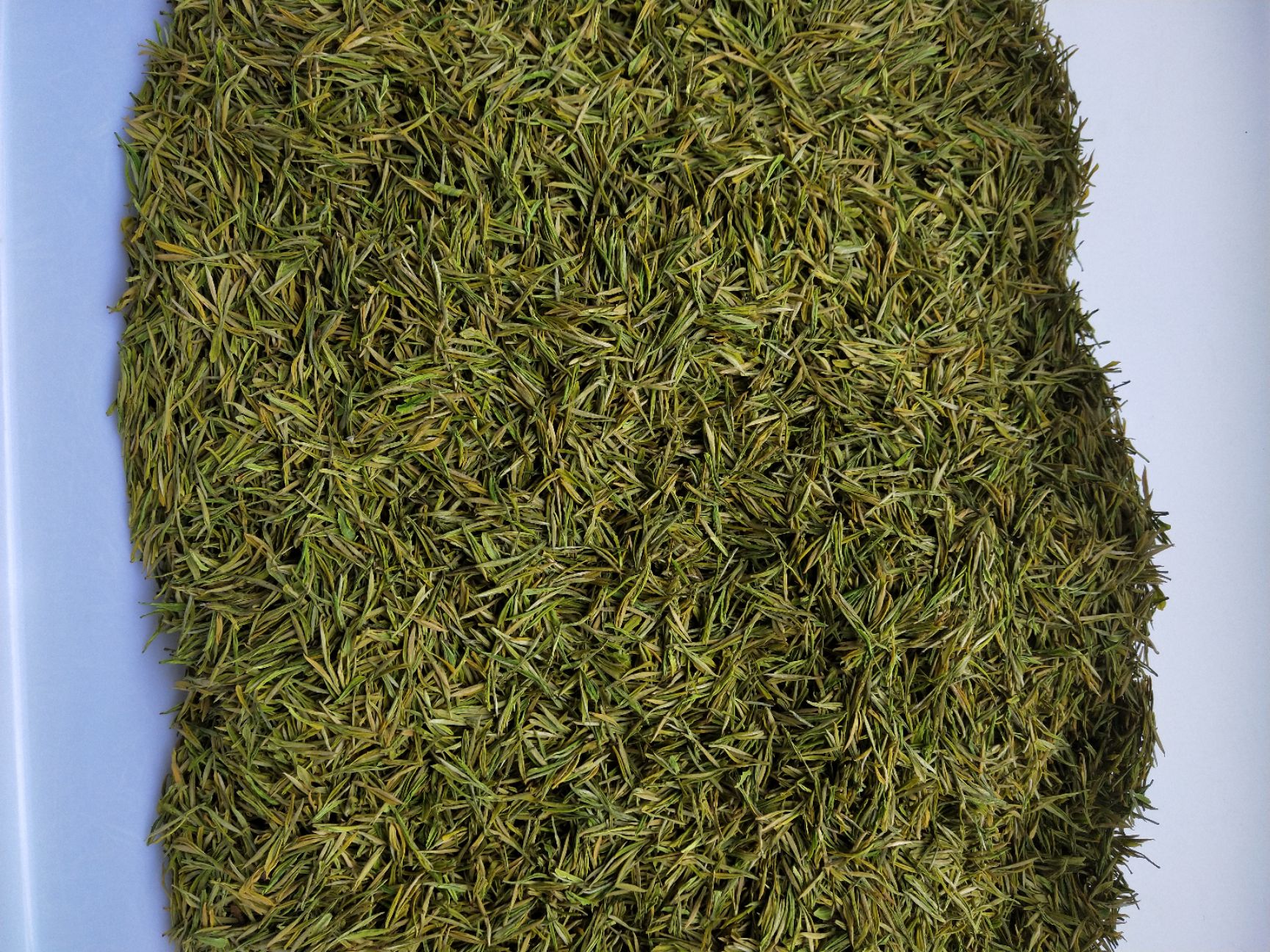  “贡茶”黄金芽，特级。入口花香