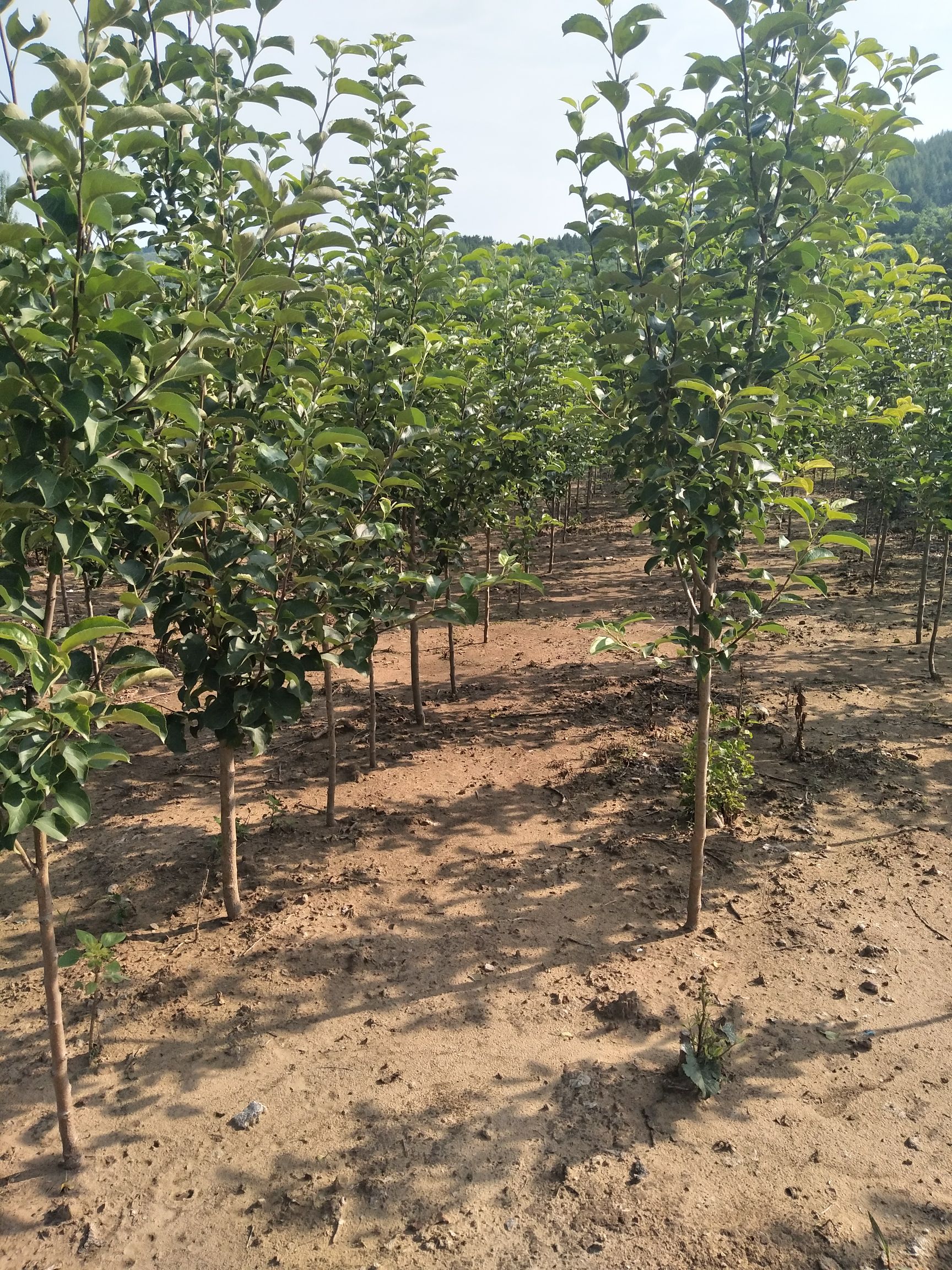  123苹果树苗