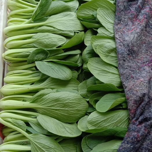 曹县华冠青梗菜 1~2两