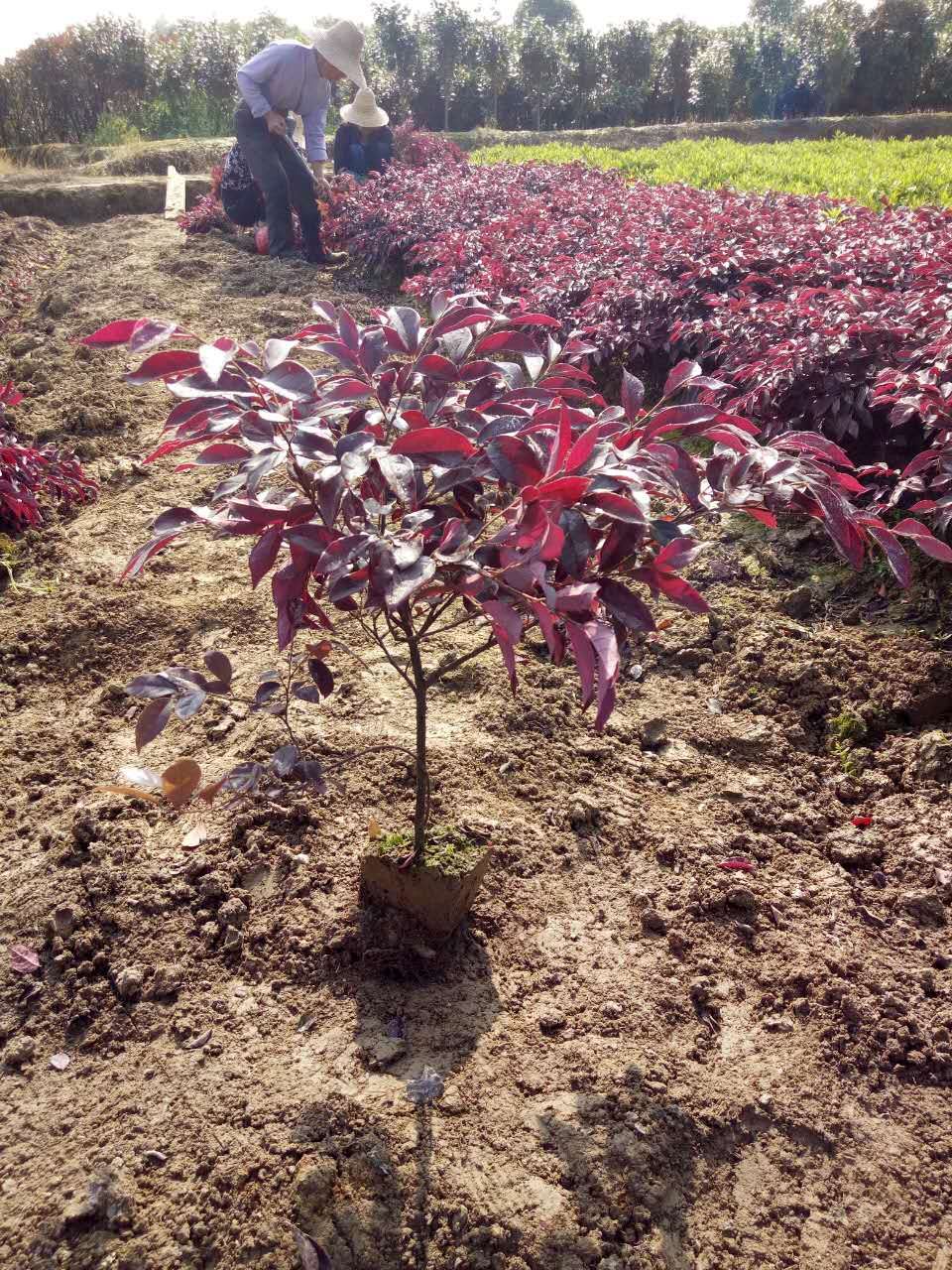  供應(yīng)各類綠化小苗。紅葉石楠，茶梅，杜鵑，金邊四季青，紅桎木等