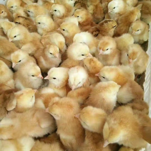 南宁 三黄鸡苗