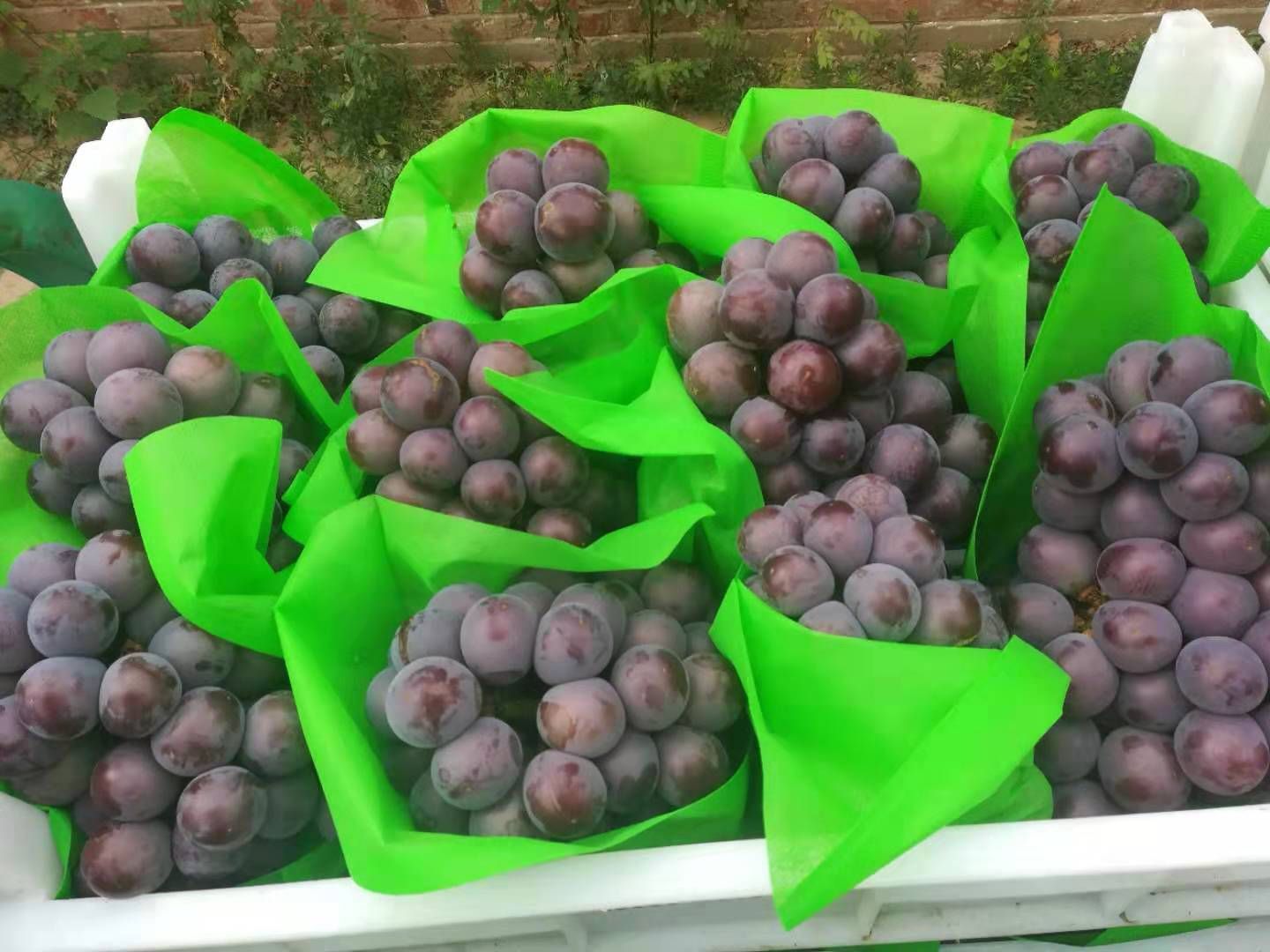 乒乓球葡萄 大量上市价格便宜