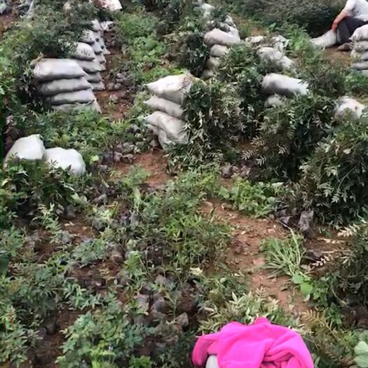 昭通红花椒苗 红椒袋苗，取苗中，喜欢的来