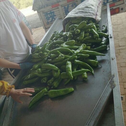 定边县牛角椒  陕北辣椒大量上市有需要的老来采购