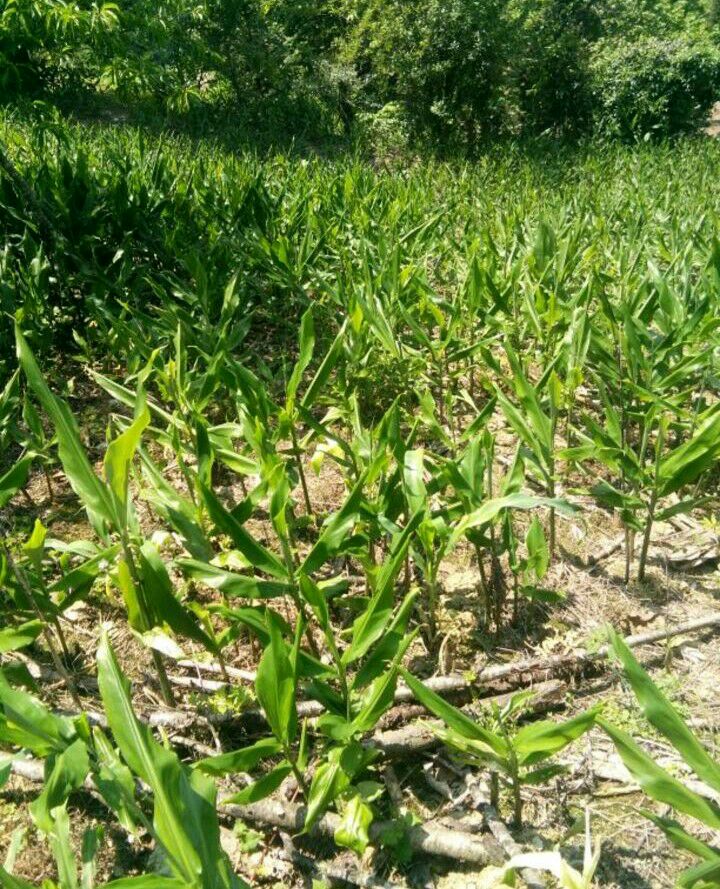 洋合笋种根  洋荷种根1箱1000个精选种根