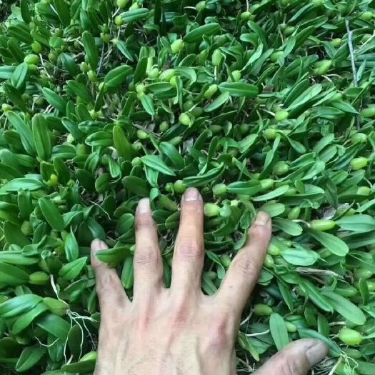 揭阳长期大量收购单叶小果石橄榄