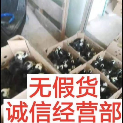 南宁 火鸡苗