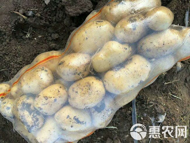 黄心土豆 尤金885