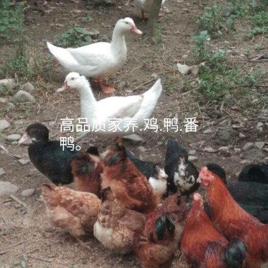 南靖县 家养，鸡，鸭，番鸭高品质