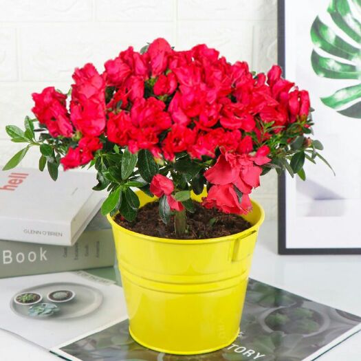 泰安 杜鹃花盆栽四季开花绿植花卉室内阳台植物五年大苗，