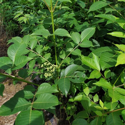 河池吴茱萸苗 江西中花吴茱萸（茶辢）扦插苗出售