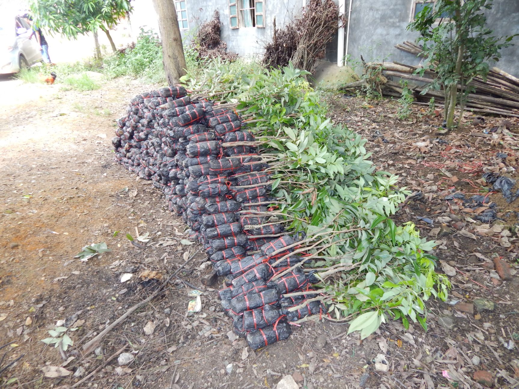 桂味荔枝苗 廣西荔枝嫁接苗 靈山荔枝苗批發(fā)
