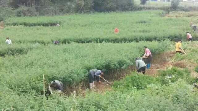 龙里县 贵龙五号刺梨苗