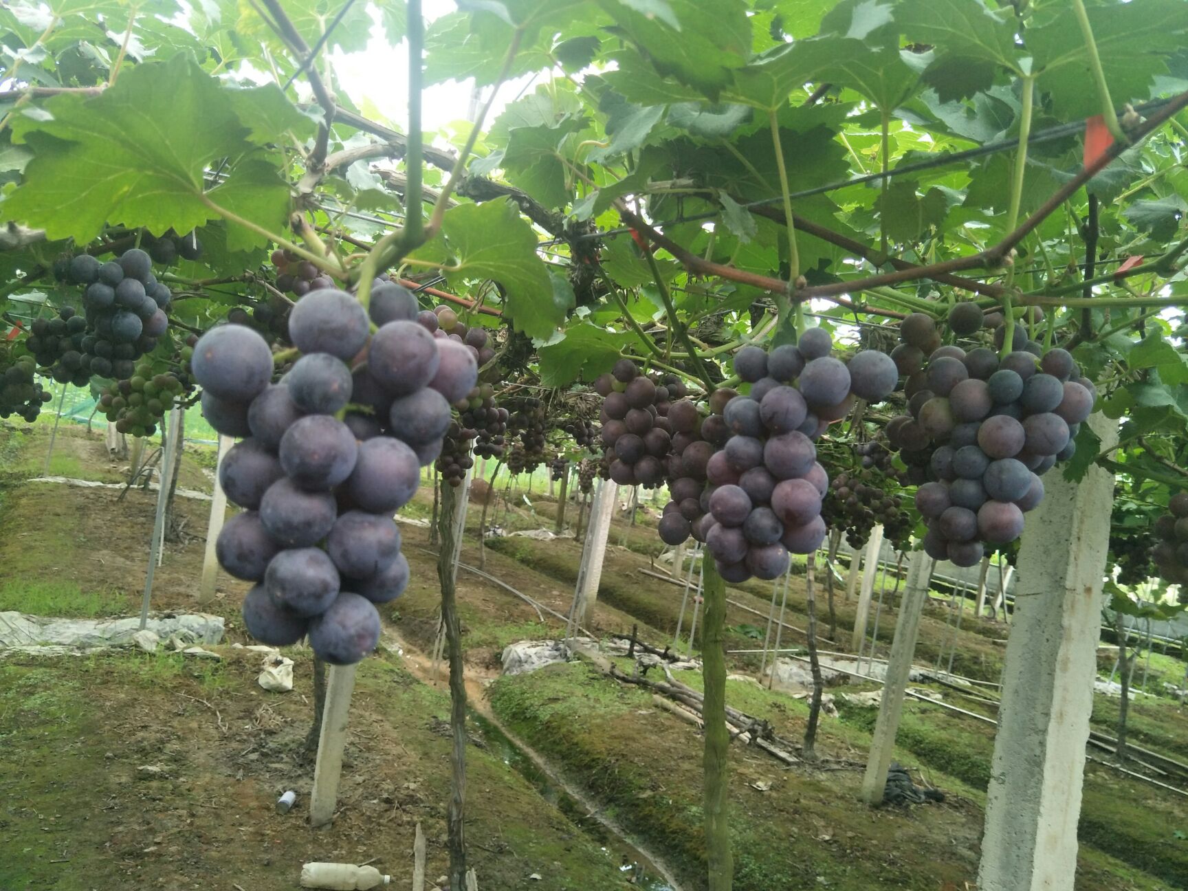 浦江巨峰鲜食葡萄诚寻采购商
