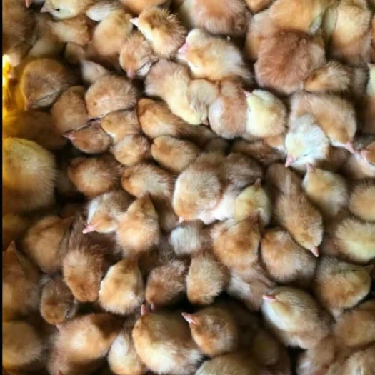 南宁 青脚土鸡苗
