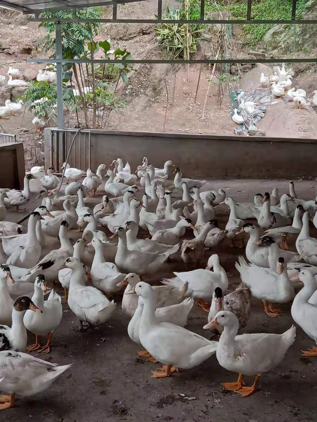 肉鸭 来自大山里面