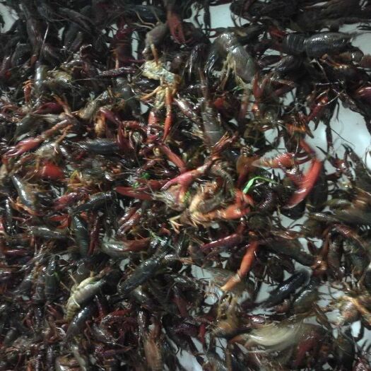 天门市 清水小龙虾