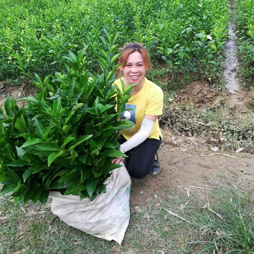 灵山县沃柑苗 茂谷柑正品嫁接苗