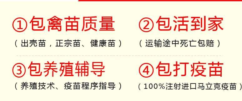 贵妃鸡苗  贵妃鸡鸡苗厂家直销量大从优包邮包路损包疫苗