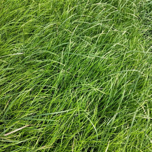  狼尾草 多品种 欢迎选购