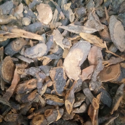 清镇市 贵州虎杖