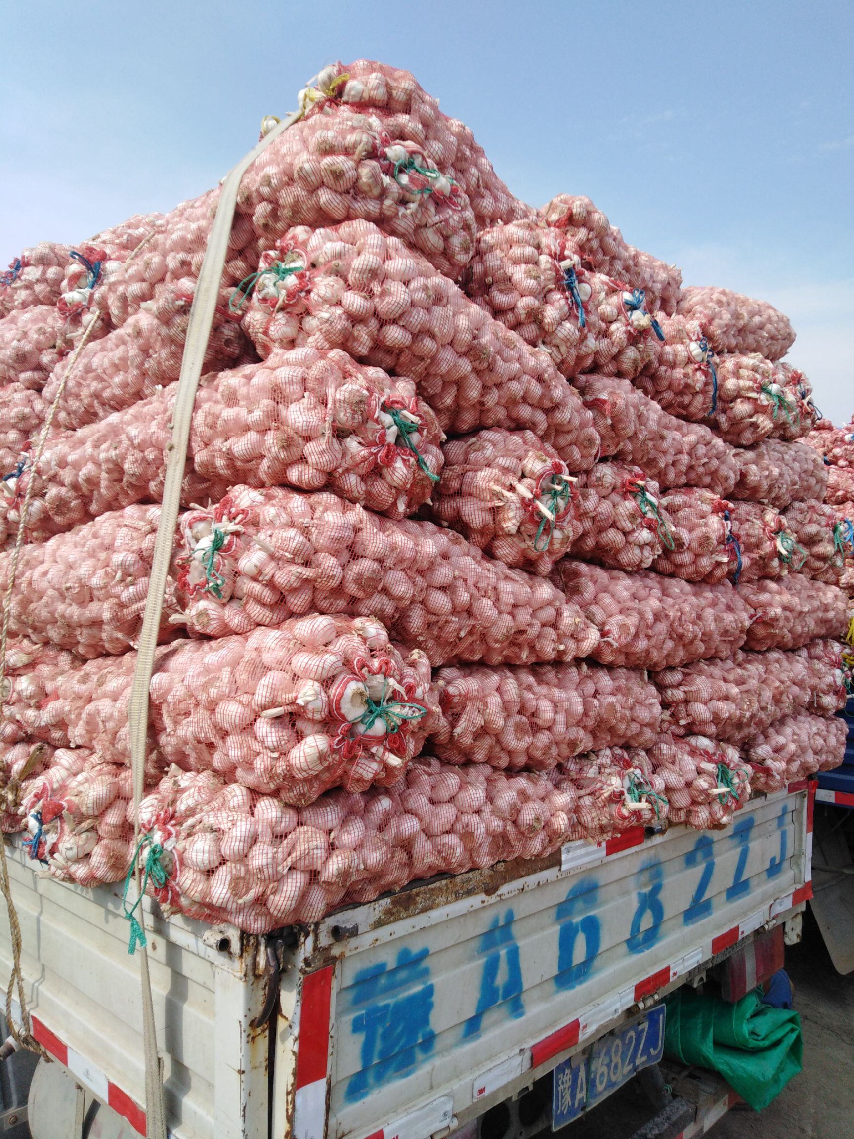 红皮蒜  郑州中牟大蒜供应