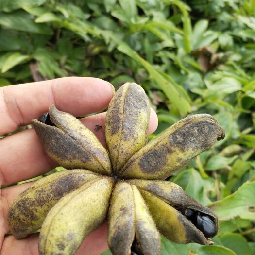 亳州白芍种子 中药材，种植，收购，白芷，白芍，有想了解中药材种植，☎️