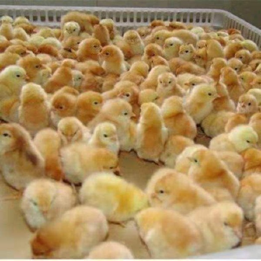 南宁 鸡苗，快大黄鸡苗