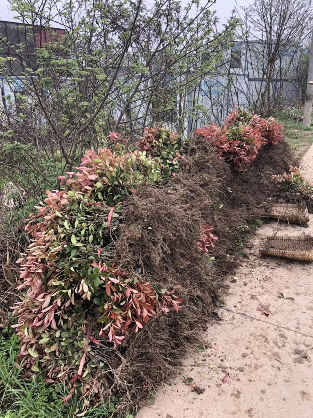  供應(yīng)各類綠化小苗。紅葉石楠，茶梅，杜鵑，金邊四季青，紅桎木等