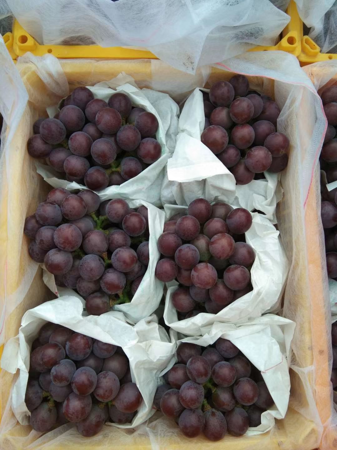 乒乓球葡萄 大量上市价格便宜