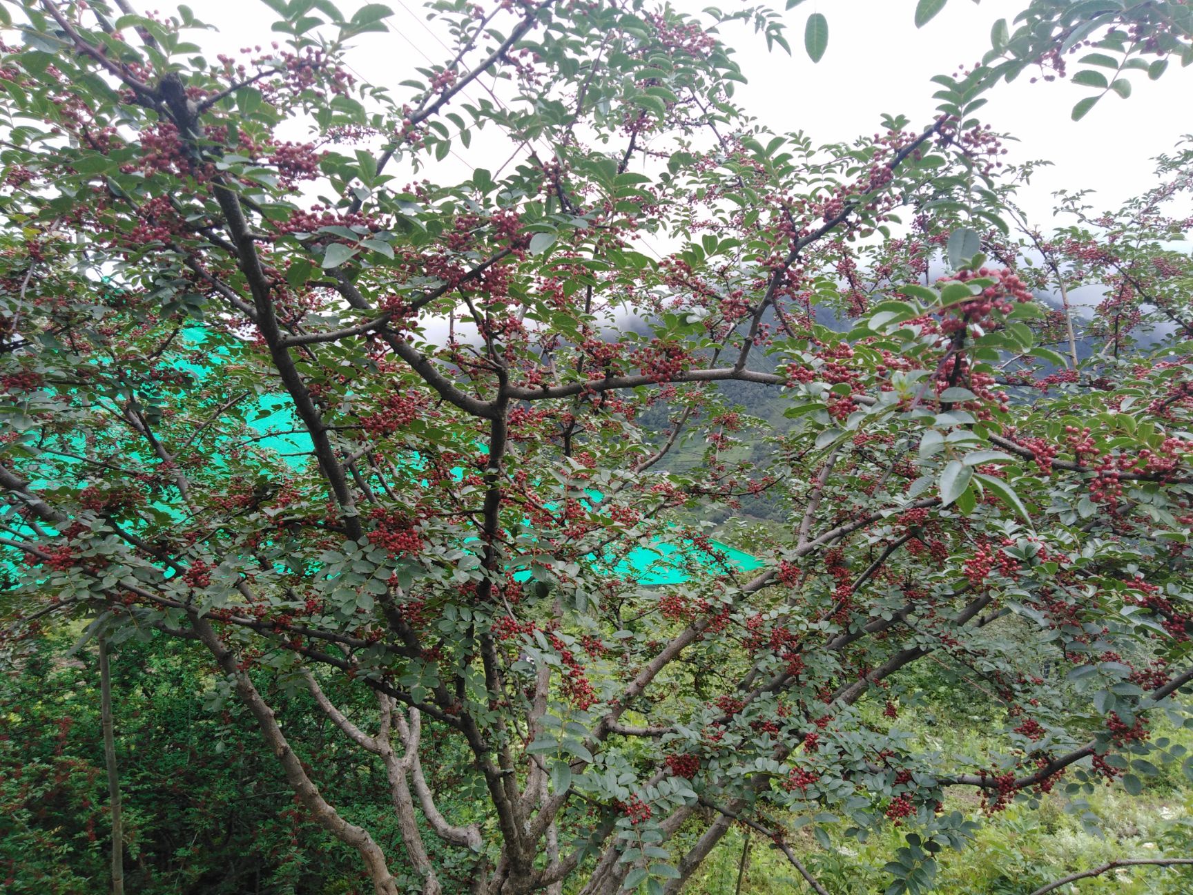 红花椒 需要大量的老板联系