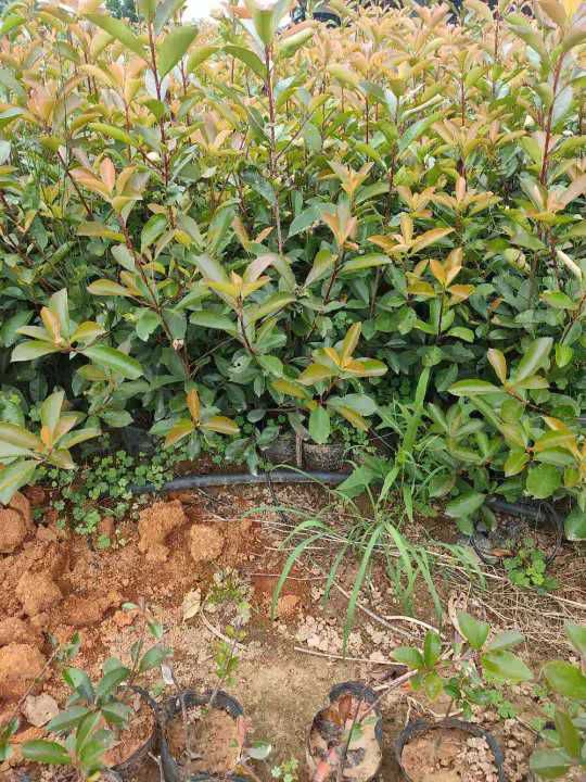 红罗宾  红叶石楠小苗，红叶石楠小毛球