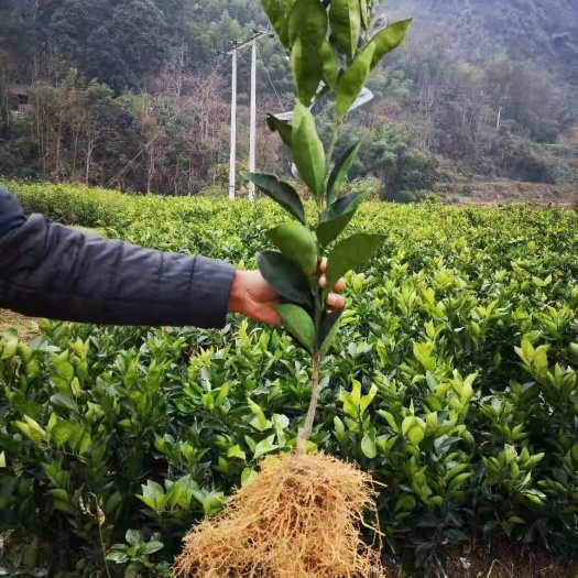 简阳市纽荷尔脐橙苗 纽荷尔苗热销中购买200株送20株