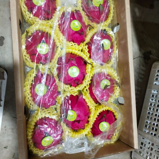 南宁 大量上市火龙果