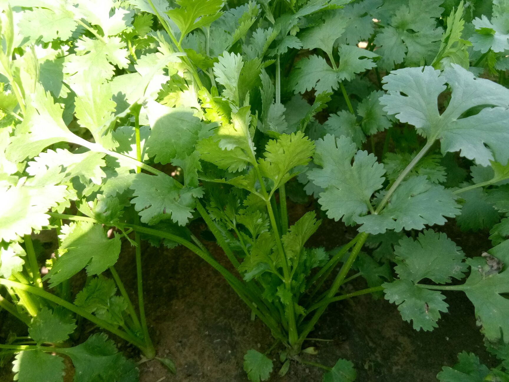  大叶香菜大量上市，寻求实力货商合作