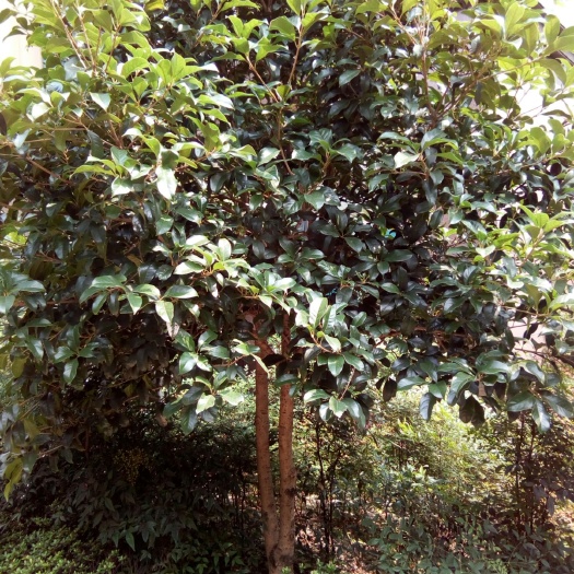高县 千亩桂花：茶花种植
