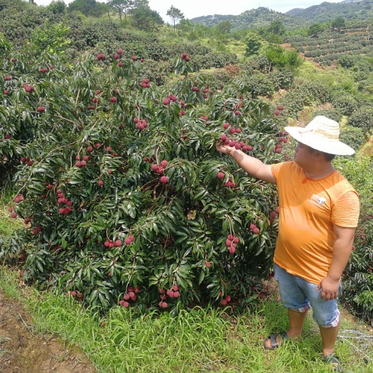 灵山县无核荔枝苗海南无核荔枝嫁接苗荔枝苗灵山荔枝供应