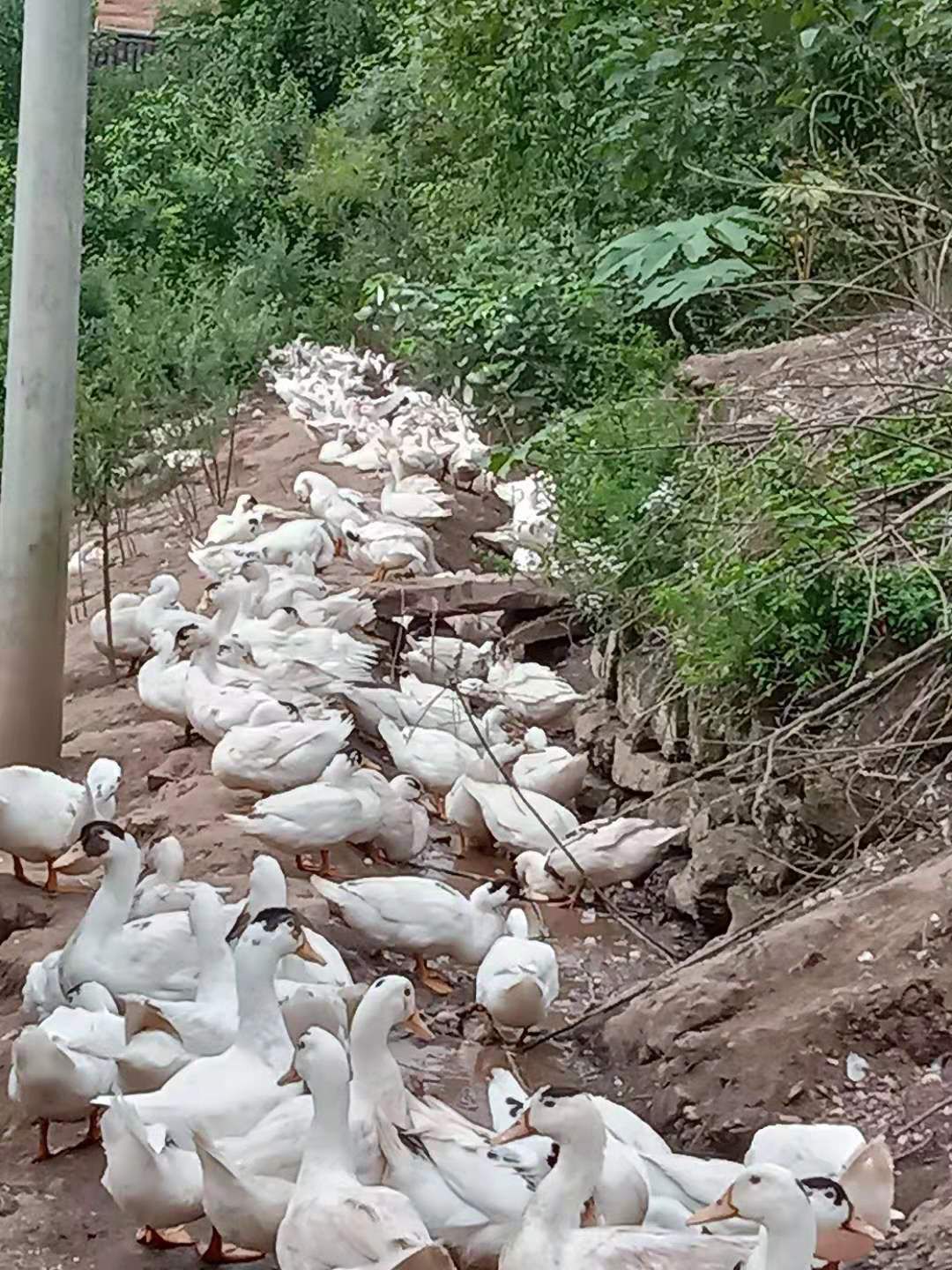 肉鸭 来自大山里面