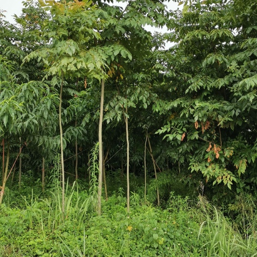 安顺普通栾树 树花