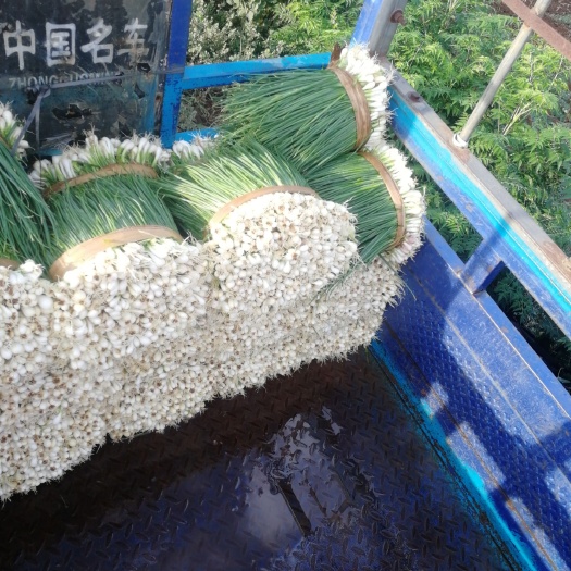 徐闻县小香葱 好货
