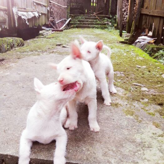 南平下司犬 实战猎犬，包成活，当天不到货的地方不发货
