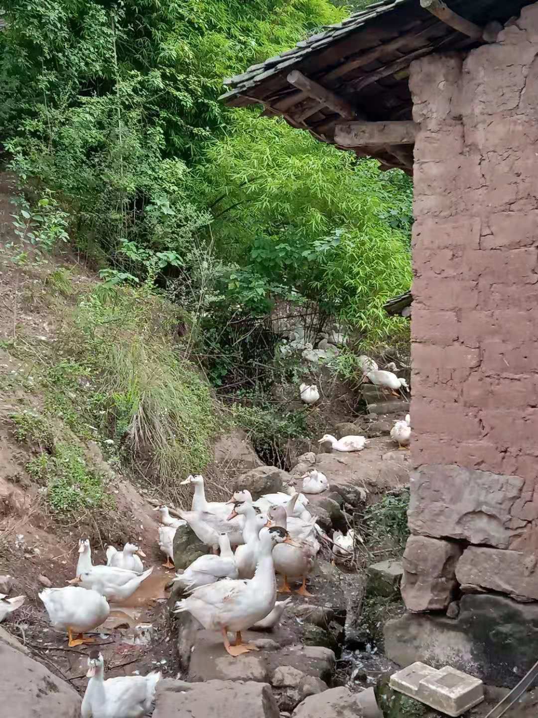 肉鸭 来自大山里面