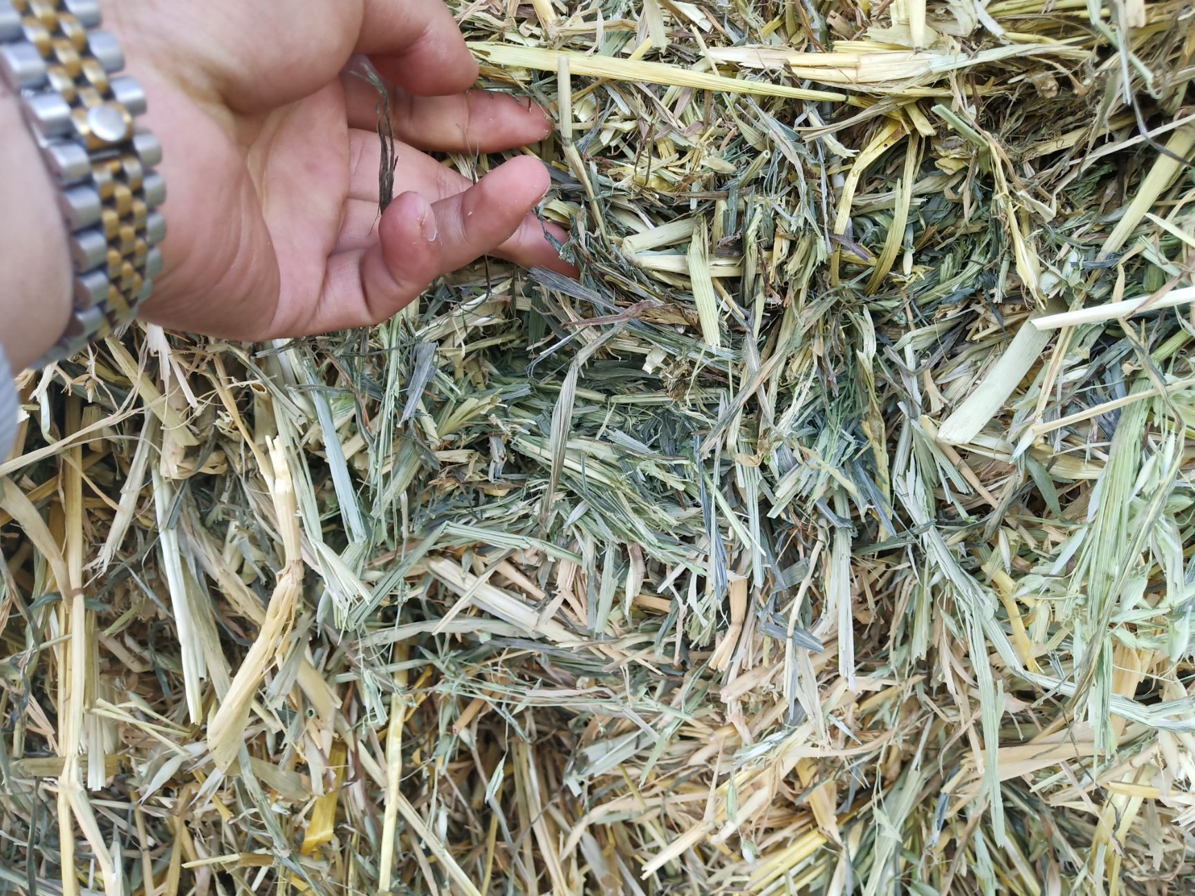 燕麦青贮草 燕麦草