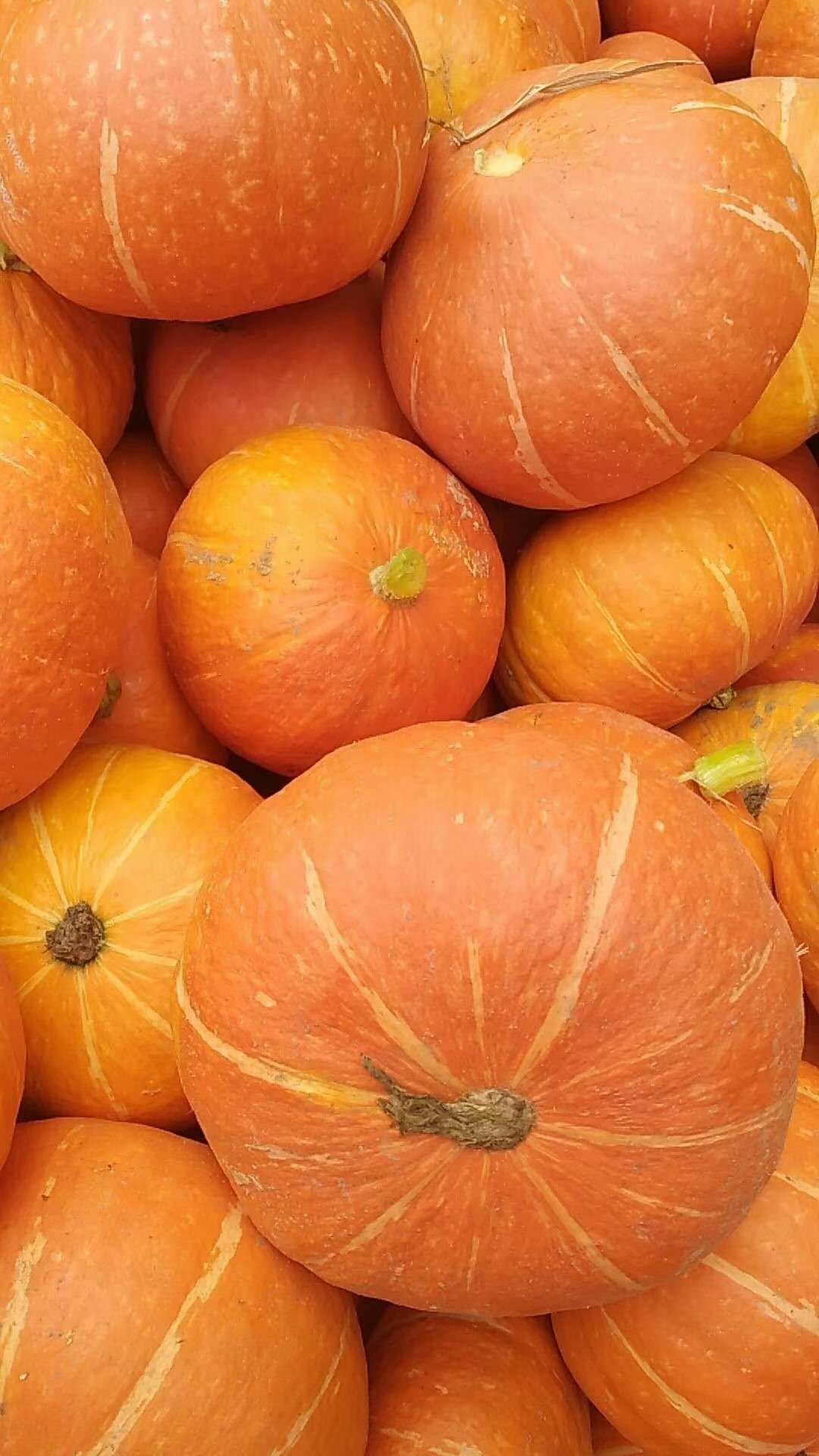  红南瓜大量上市中