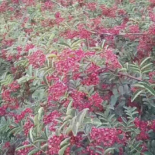 大理市红花椒 需要大量的老板联系